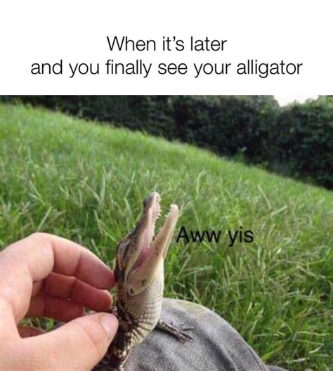 alligator memes